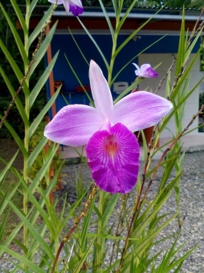 קאוויטה Puerto Vargas Lodge מראה חיצוני תמונה
