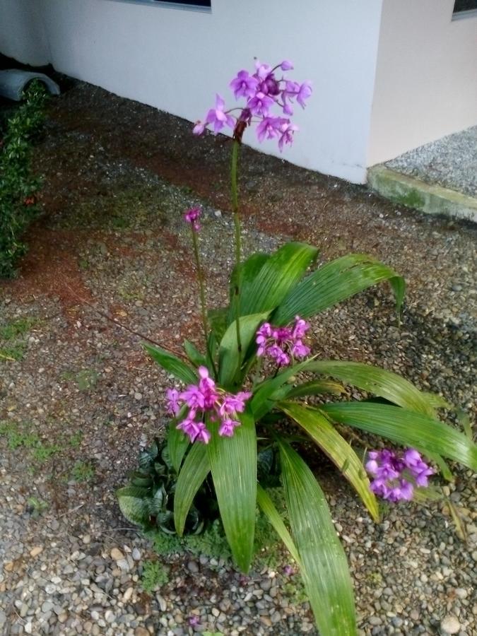 קאוויטה Puerto Vargas Lodge מראה חיצוני תמונה