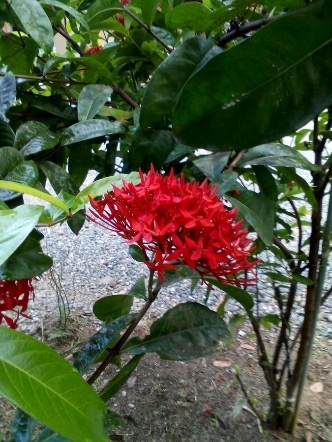 קאוויטה Puerto Vargas Lodge מראה חיצוני תמונה